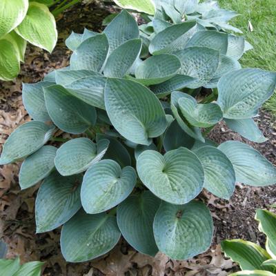 Hosta 'Blue Vision'